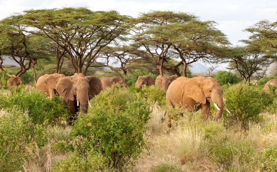 A lot of elephants go through the bushes in a jungle