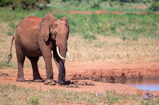 Waterhole in the savannah with some red elephants