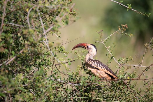 A local kenyan birds on the green bush