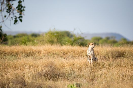 A Cheetah in the grassland of the savannah in Kenya