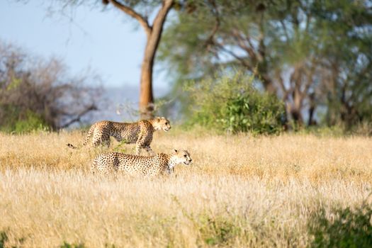 A Cheetah in the grassland of the savannah in Kenya