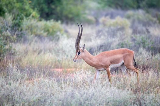 The Grant Gazelle grazes in the vastness of the Kenyan savannah