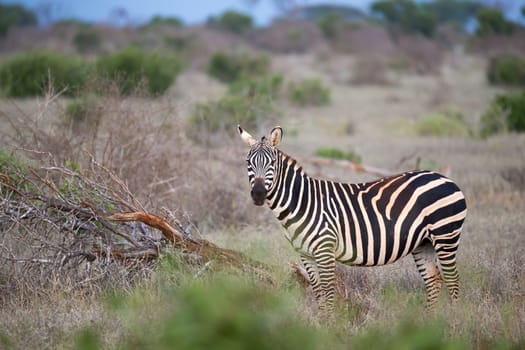 One zebra standing and watching you between the bush