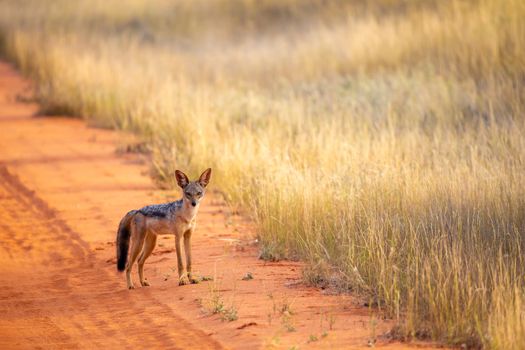 Jackal on the road in the savannah are posing and watching