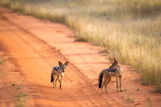 Jackal on the road in the savannah are posing and watching