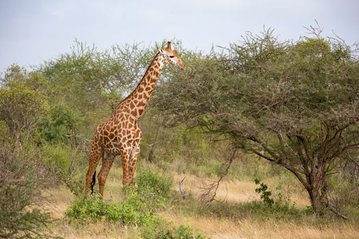 One giraffe is standing between the bush in the savannah