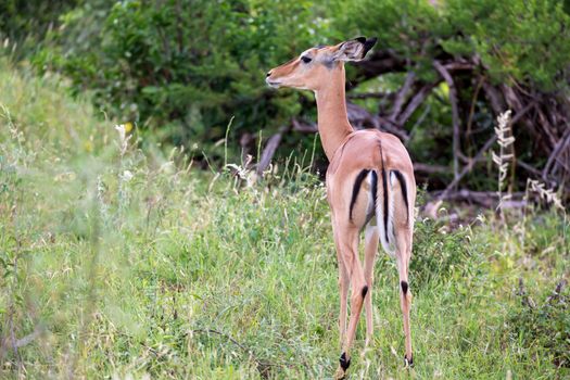 One antelope is standing beween the plants in the savannah