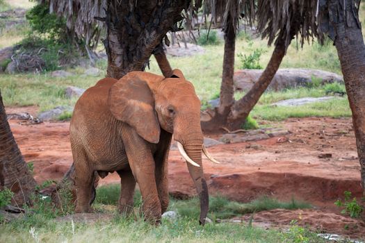 The red elephant walks among the palm trees and trees