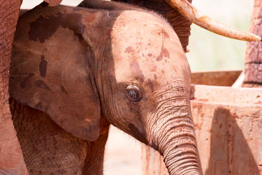 A face of a red baby elephant in closeup