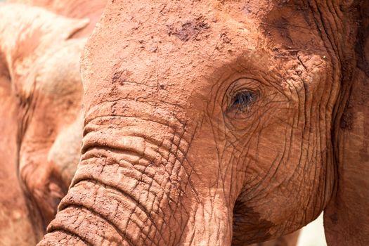 A face of a red elephant in close-up