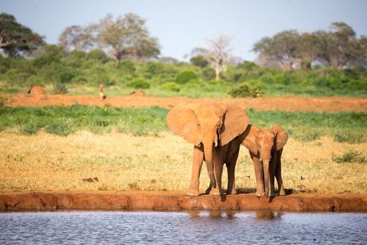 The family of red elephants at a water hole in the middle of the savannah