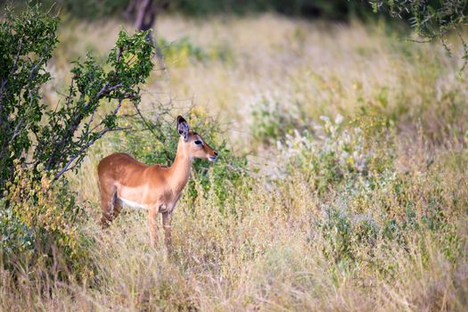 The antelopes in the grass landscape of Kenya