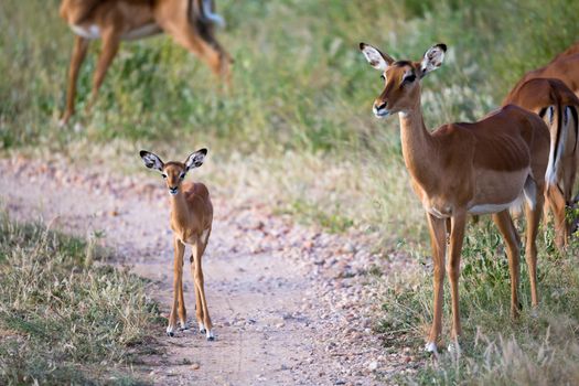 The antelopes in the grass landscape of Kenya