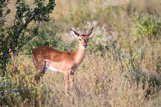 Some native antelopes in the grassland of the Kenyan savannah