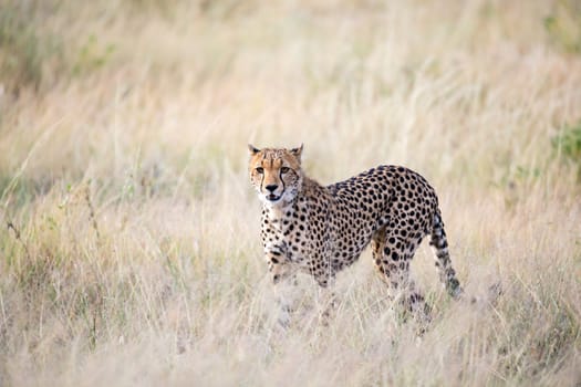 The cheetah walks in the high grass of the savannah looking for something to eat