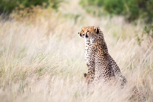 The cheetah sits in the savannah looking for prey