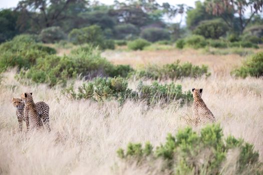 The cheetahs are running in the savannah in the tall grass
