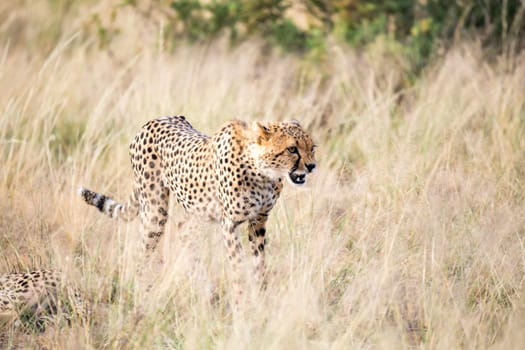 The cheetah walks in the high grass of the savannah looking for something to eat