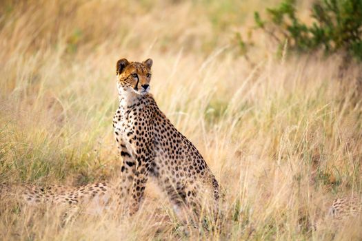 The cheetah is sitting in the middle of the grass
