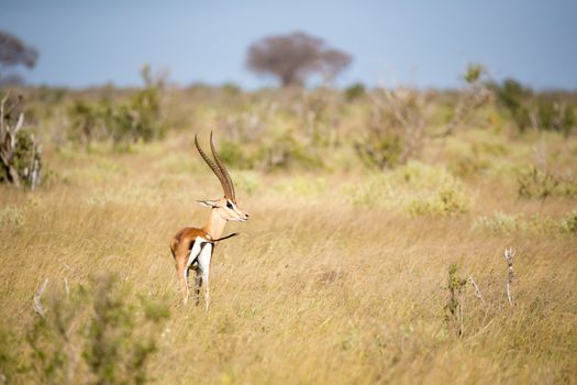 Some antelope in the grassland of the savannah