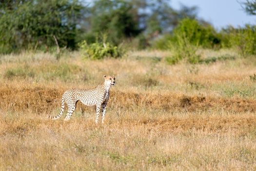 A Cheetah in the grassland of the savannah in Kenya