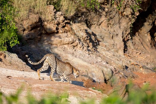 A Cheetah in the grassland of the savannah in Kenya