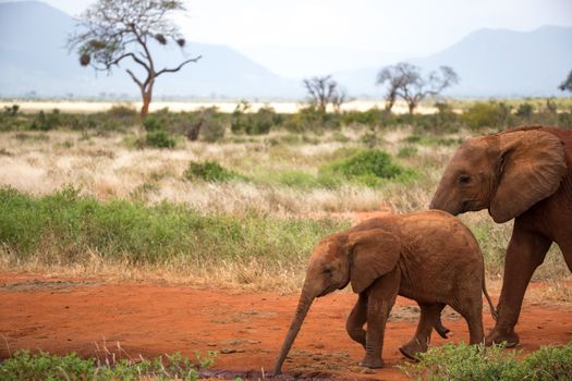 The family of red elephants on their trek through the savanna