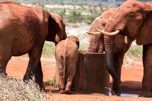 One red elephant drinks water from a well