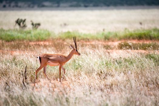 The Grant Gazelle grazes in the vastness of the Kenyan savannah