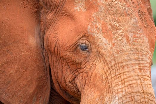 The face of one big red elephant