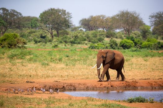 One big red elephant is walking on the bank of a water hole