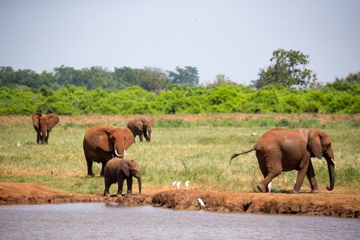 Some red elephants on the waterhole in the savannah of Kenya