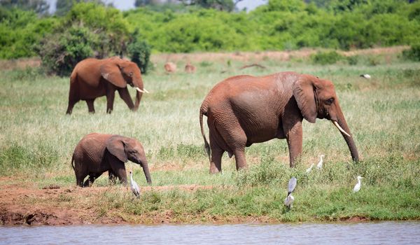 The family of red elephants at a water hole in the middle of the savannah