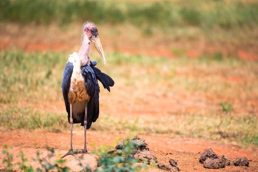 One marabou bird in the savanna with red soil
