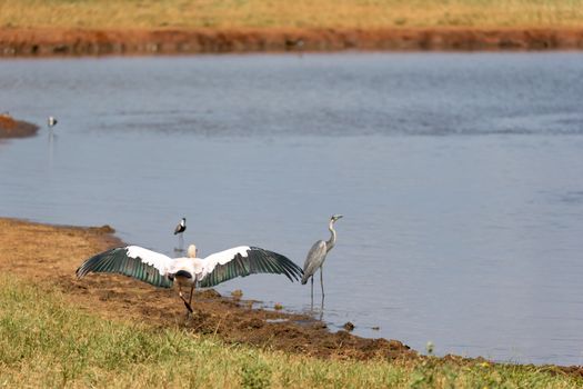 The big bird marabou has spread its wings to dry