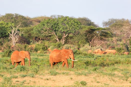 The large family of red elephants on their way through the Kenyan savanna