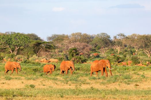 The large family of red elephants on their way through the Kenyan savanna