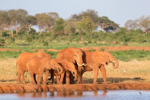 The family of red elephants at a water hole in the middle of the savannah