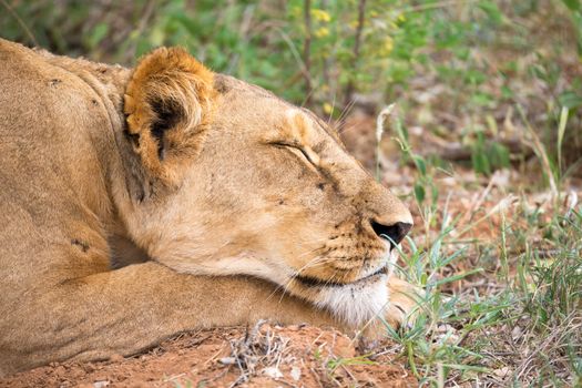 A lioness is slepping in the gras of the savanna