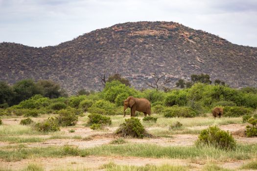 Some red elephants walking between the bush in front of a hill