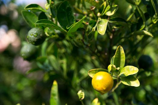 A tangerine trees with unripe fruits and green leaves
