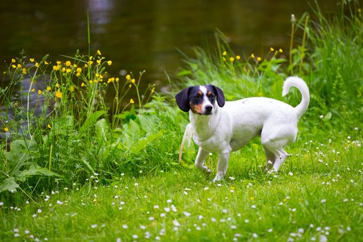 One small dog is playing on a green meadow