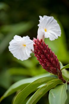 Local exotic flowers very colorfull and beautiful