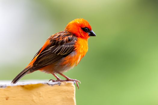 A small red local bird on the Seychelles