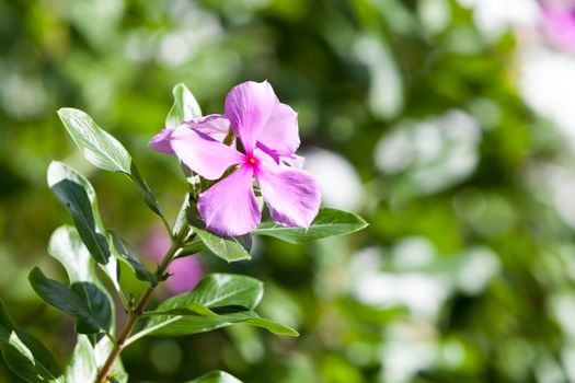 Exotic colorful flowers on the bush with a lot of green leaves