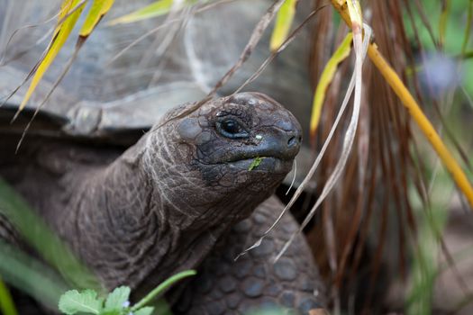 A big turtle between the gras