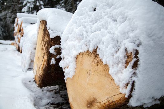 Tree trunks in the snow