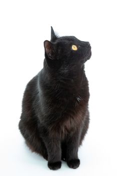 Beautiful black cat poses on a white background