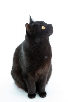 Beautiful black cat poses on a white background