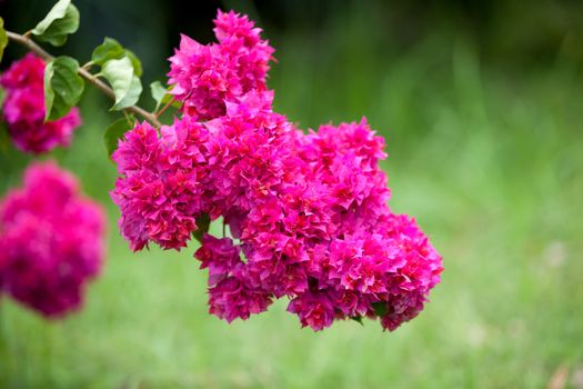 Local exotic flowers very colorfull and beautiful